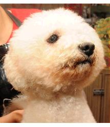 Benji