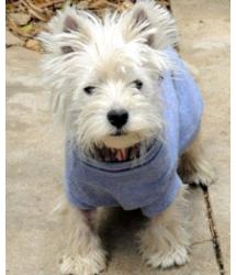 Darling Westie