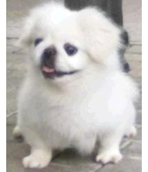 Sammy