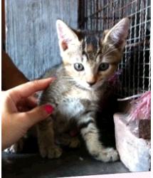 Tinka