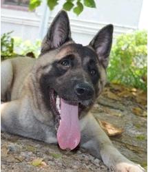 Akita Brown