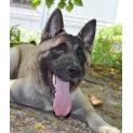 Akita Brown