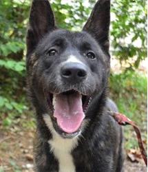 Akita Brindle