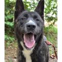 Akita Brindle