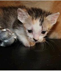 Kittens