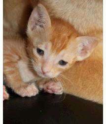 Kittens