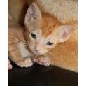 Kittens