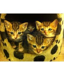 Kittens