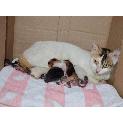 Kittens