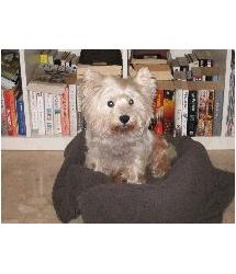 Darling Westie