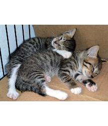 Alfie & Amelia