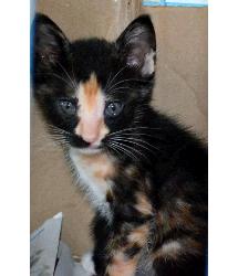 Tiger Lily