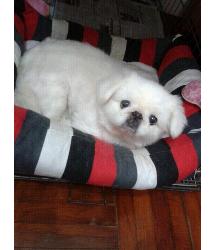 Luby