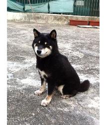 Misha