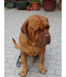Hugo