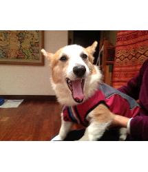 Mochi