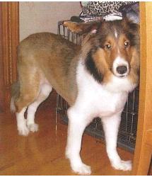 BB