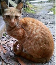Jasper