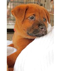 Toffee