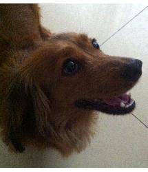 Maple
