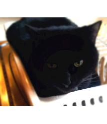 Pepper