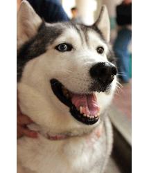 Bella