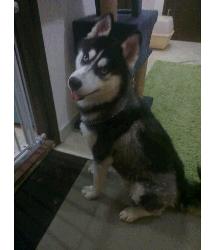 Sparky