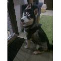Sparky
