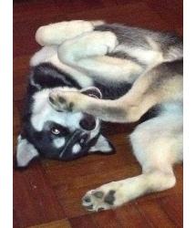 Mishka
