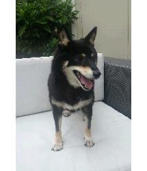 Talia