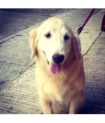 Heidi