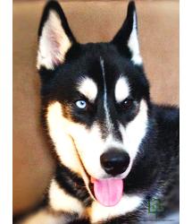 Mishka