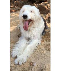 Cooper
