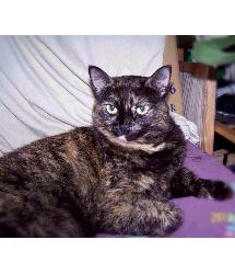 Mimi