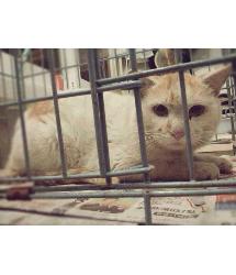 Toby