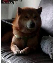Kenji