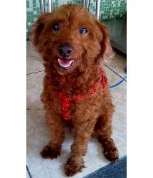 Wilfred
