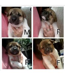 Puppies x4