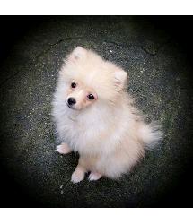Alfie