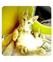 Omana