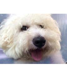 Bailey