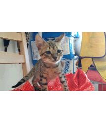 Carmen