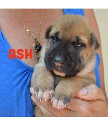 Ash