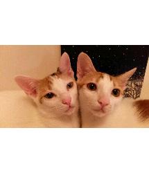 Ari and Uri