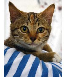 Lulu