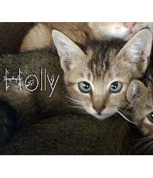 Holly