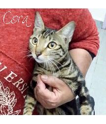 Cora