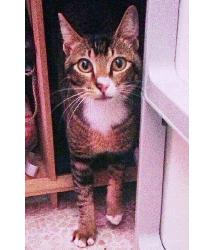 Watson