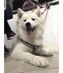 Tashi