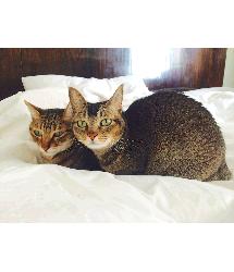 Tiggy and Hopkins